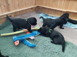 Na prodej štěňátka Flat Coated Retrievera s PP