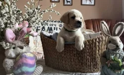 Labrador retriver s PP (smetanová)