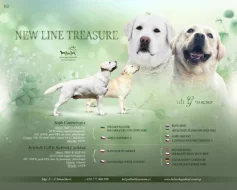 Labrador retriver s PP (smetanová)