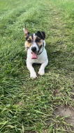 Štěňata Jack Russela Teriéra