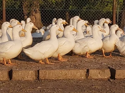 Pekingská káčata