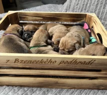 Kontinentální buldok s PP