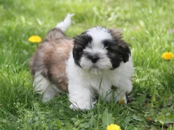 Shih-tzu, Shih Tzu, ši-cu štěňátka s PP FCI