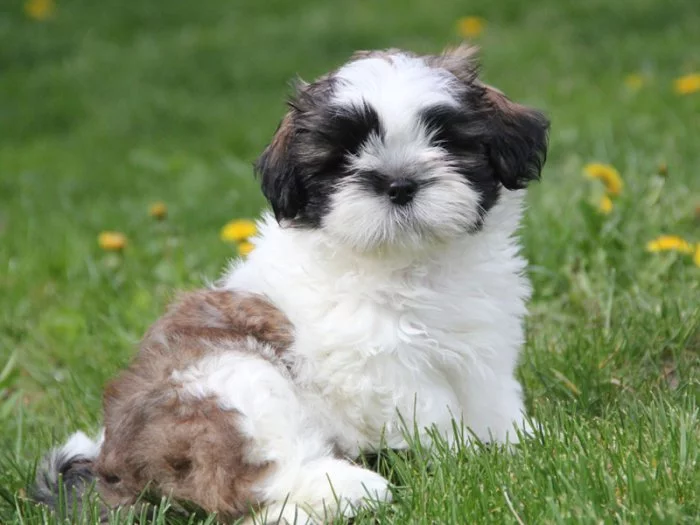 Shih-tzu, Shih Tzu, ši-cu štěňátka s PP FCI