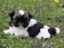 Shih-tzu, Shih Tzu, ši-cu štěňátka s PP FCI