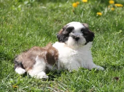 Shih-tzu, Shih Tzu, ši-cu štěňátka s PP FCI