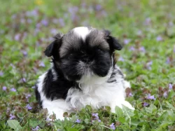 Shih-tzu, Shih Tzu, ši-cu štěňátka s PP FCI