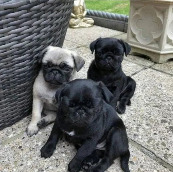 Mops štěňátka na prodej