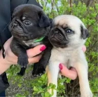 Mops štěňátka na prodej