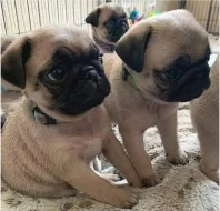 Mops štěňátka na prodej