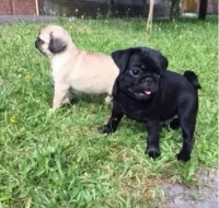 Mops štěňátka na prodej