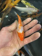 Koi kapr
