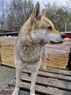 Přenechám vlčáka