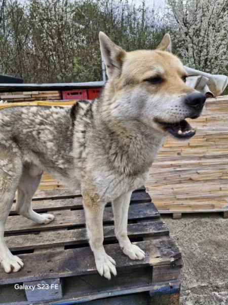 Přenechám vlčáka