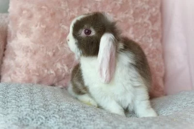Nabídka minilopů