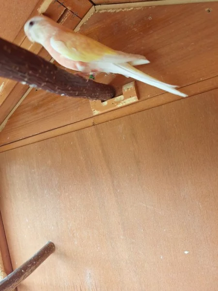 Neoféma bourek Růžová samička