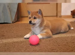 Shiba Inu štěňata na prodej