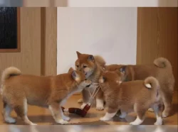 Shiba Inu štěňata na prodej