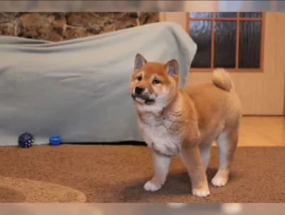 Shiba Inu štěňata na prodej