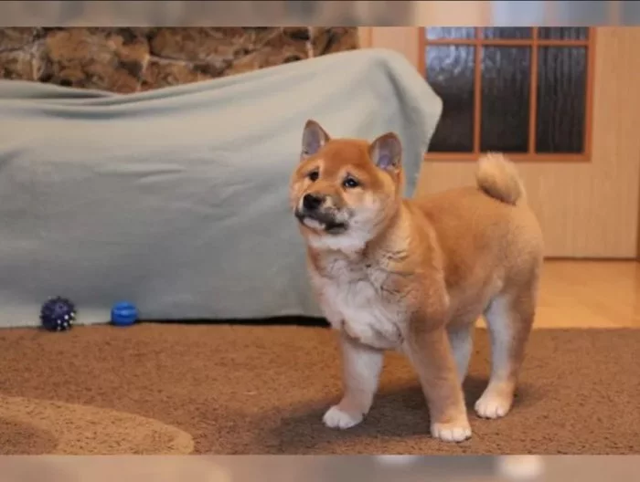 Shiba Inu štěňata na prodej