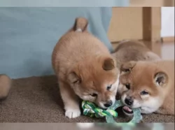 Shiba Inu štěňata na prodej