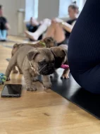 Francouzský buldoček