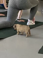 Francouzský buldoček