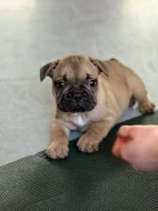 Francouzský buldoček