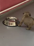 Francouzský buldoček