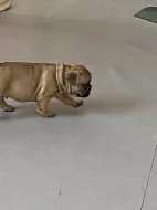 Francouzský buldoček