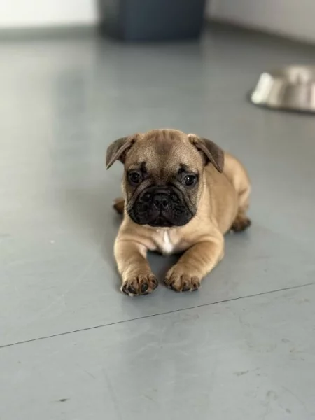 Francouzský buldoček