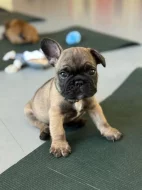 Francouzský buldoček