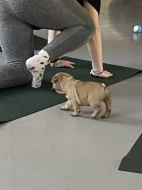 Francouzský buldoček