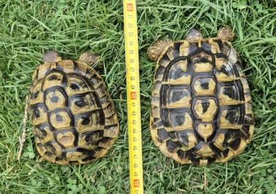 2,0 Testudo hermanni