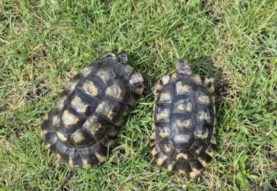2,0 Testudo marginata