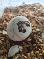 Želva pardálí  - Stigmochelys pardalis