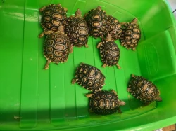 Želva pardálí  - Stigmochelys pardalis