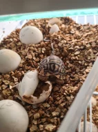 Želva pardálí  - Stigmochelys pardalis