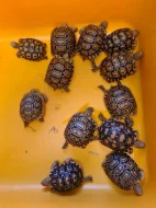 Želva pardálí  - Stigmochelys pardalis