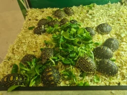 Želva pardálí  - Stigmochelys pardalis