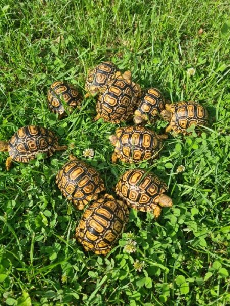 Želva pardálí  - Stigmochelys pardalis