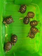 Želva pardálí  - Stigmochelys pardalis