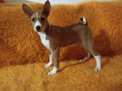 Basenji - prodám štěňata bez pp
