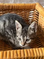 mainska myvali kotatka zkřížená s bengálskou kočkou