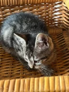 mainska myvali kotatka zkřížená s bengálskou kočkou