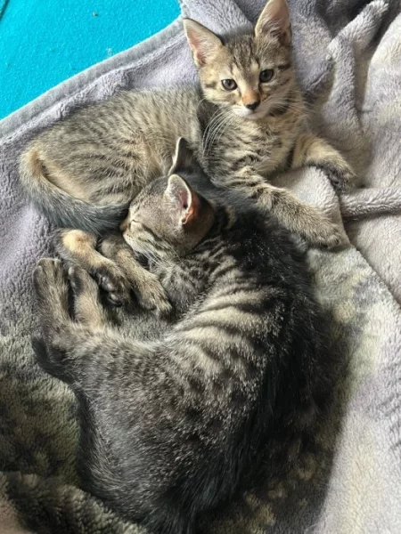 mainska myvali kotatka zkřížená s bengálskou kočkou