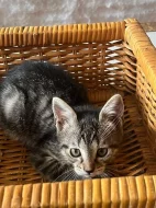 mainska myvali kotatka zkřížená s bengálskou kočkou