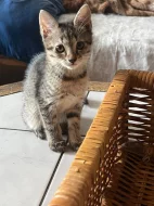 mainska myvali kotatka zkřížená s bengálskou kočkou