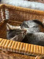 mainska myvali kotatka zkřížená s bengálskou kočkou