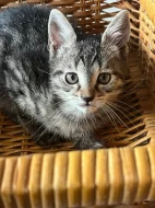 mainska myvali kotatka zkřížená s bengálskou kočkou